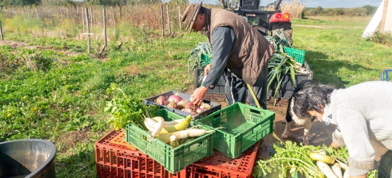 La ferme de l’Yonne rachetée par Villejuif livre ses premiers légumes dans les crèches municipales