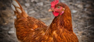 Adopte un bec : le don de poules reprend au sud du Val-de-Marne