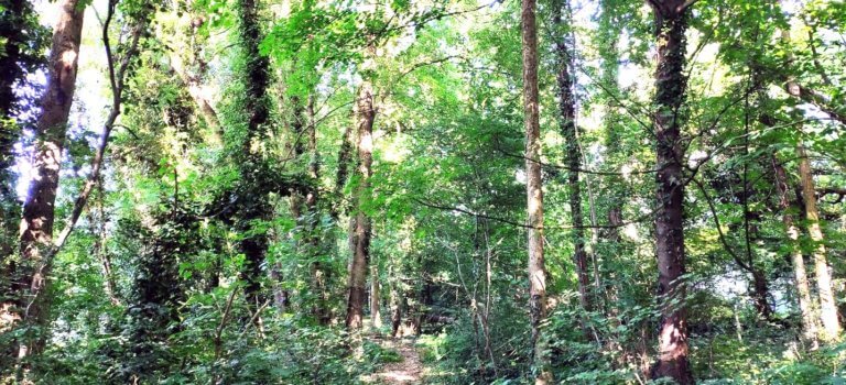 Noisy-le-Grand : la BNP abandonne son projet immobilier sur le bois Louis-Lumière