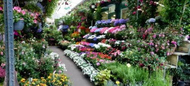 Le marché aux fleurs de l’île de la Cité va se refaire une beauté