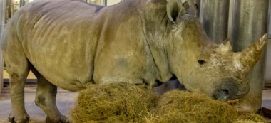Deux femelles rhinocéros viennent se reproduire au zoo de Vincennes
