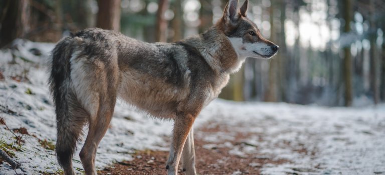 La joggeuse mordue par des loups à Thoiry porte plainte pour manquements du zoo