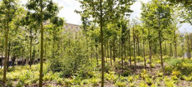 À Paris, une “forêt urbaine” inaugurée à Montparnasse