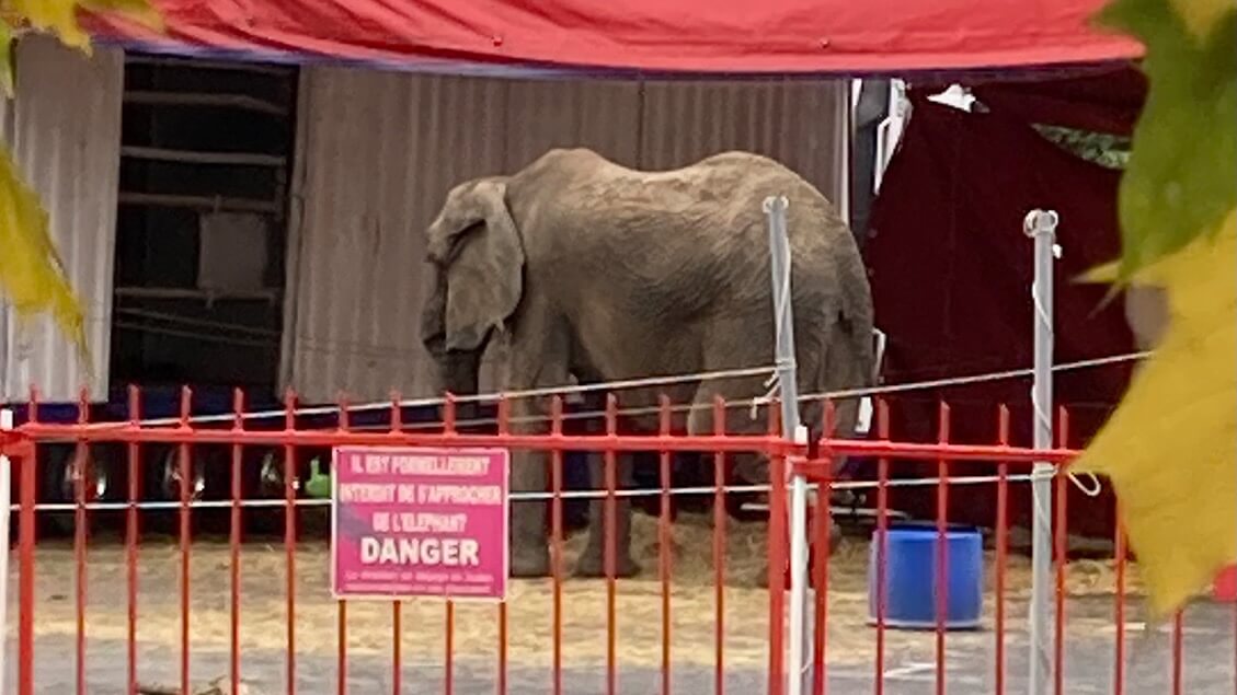 À Noisy-le-Grand, l’éléphante Samba, exploitée par le cirque d’Europe, suscite l’émoi