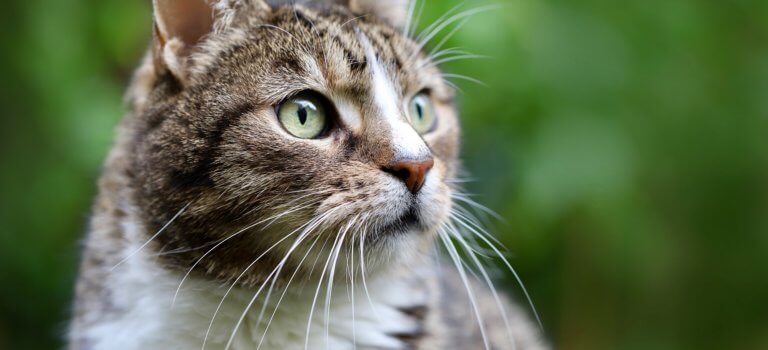 Animaux : le plus grand refuge SPA de France ouvre à Gennevilliers