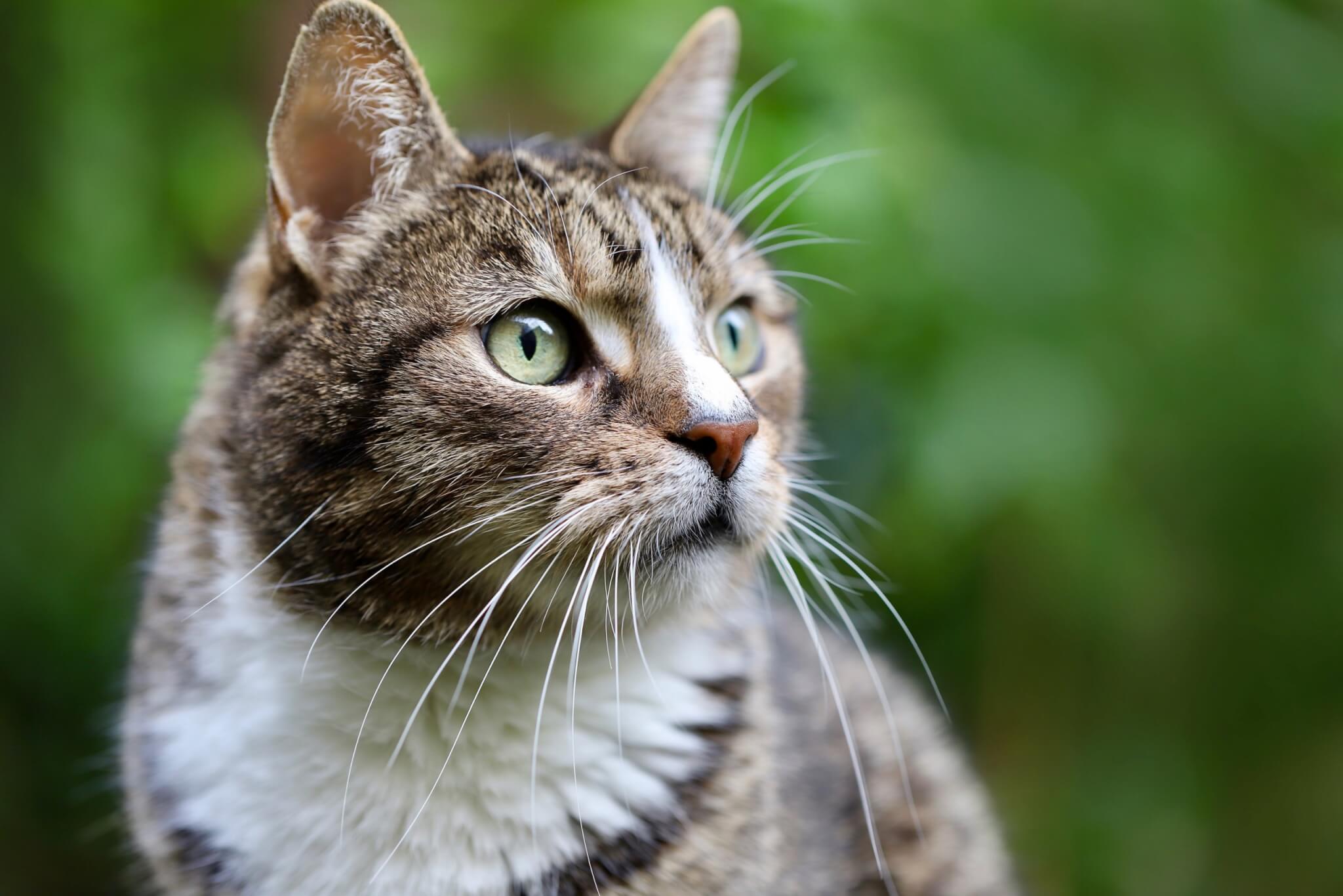 Animaux : le plus grand refuge SPA de France ouvre à Gennevilliers