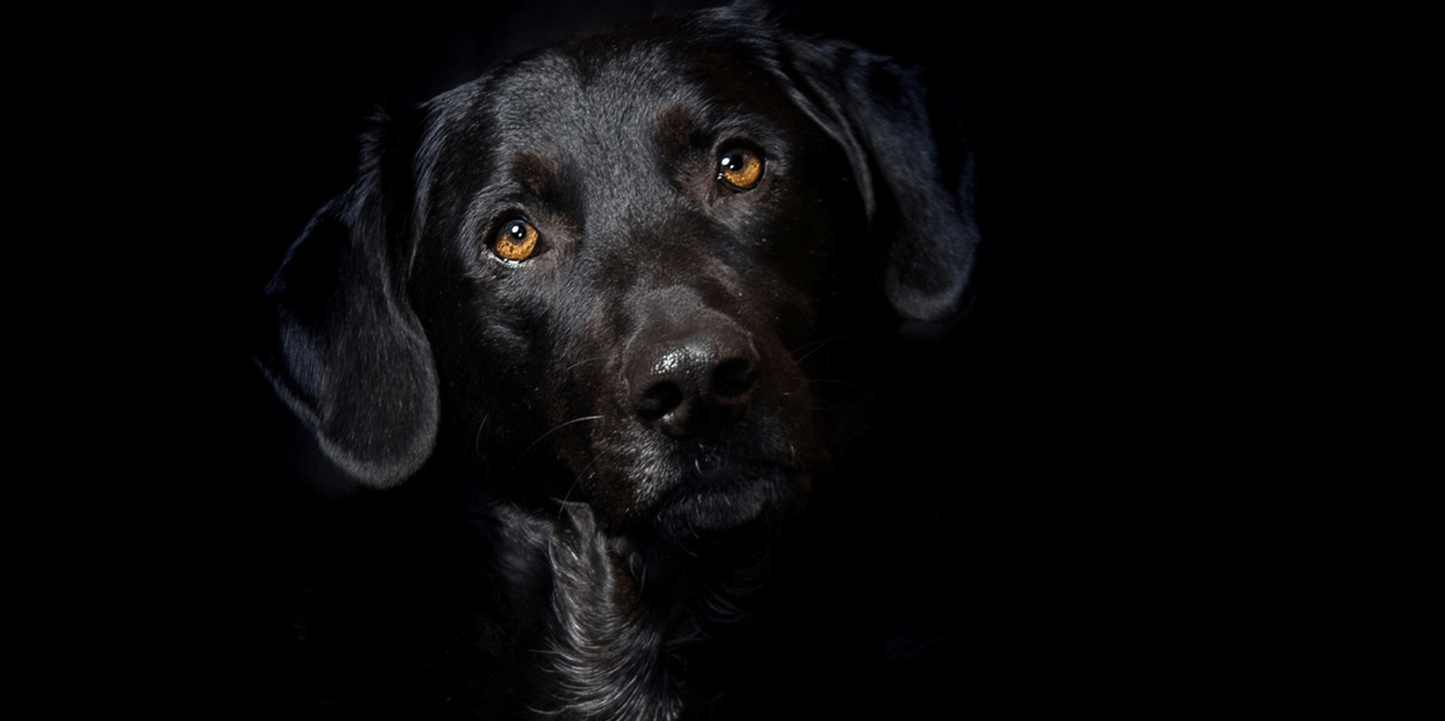 Deux pistes fermées pour chercher une chienne échappée d’un avion à l’aéroport de Roissy