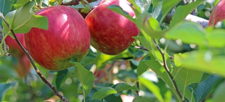 Lauréats du budget participatif à Villejuif : place aux arbres fruitiers en ville