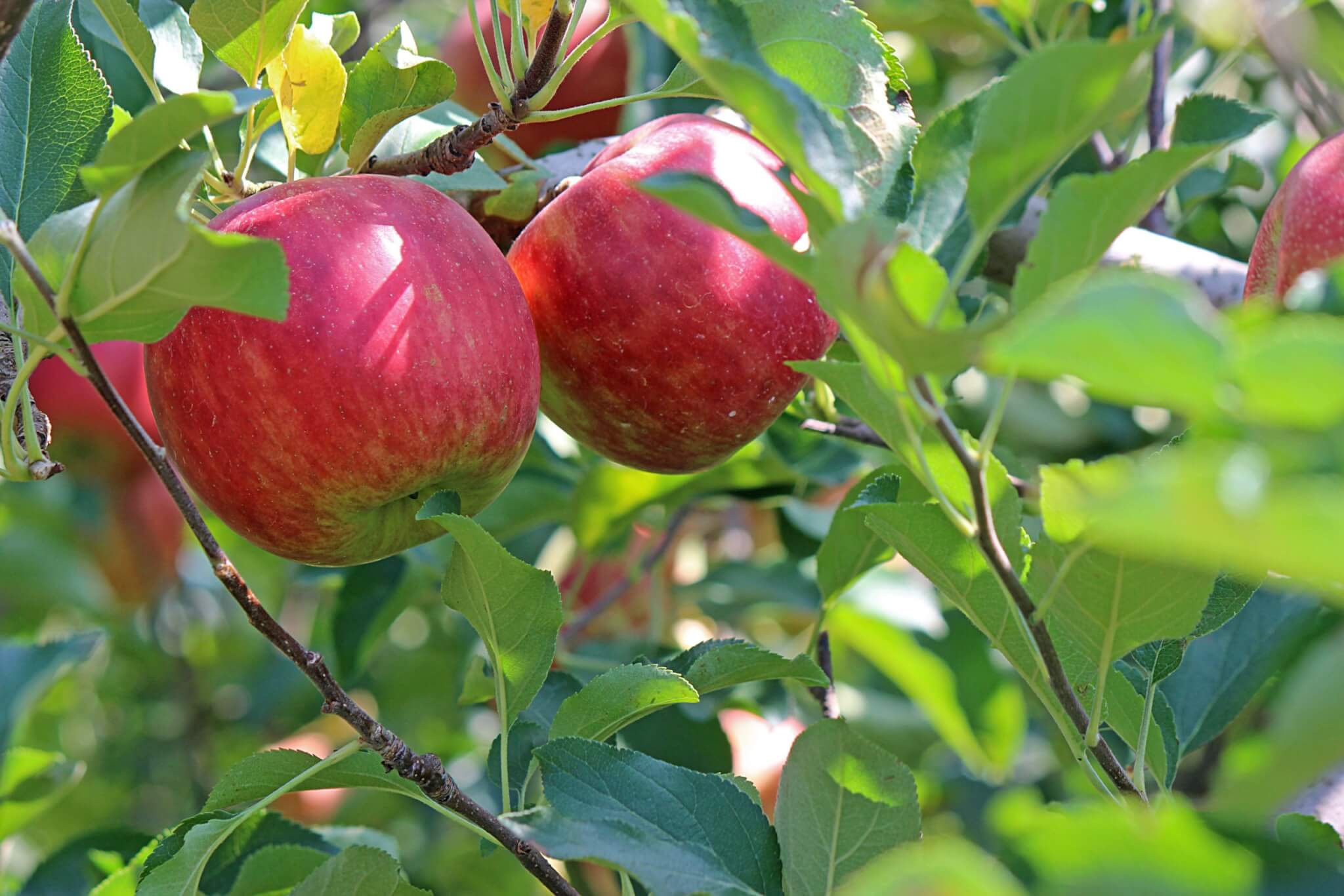 Lauréats du budget participatif à Villejuif : place aux arbres fruitiers en ville