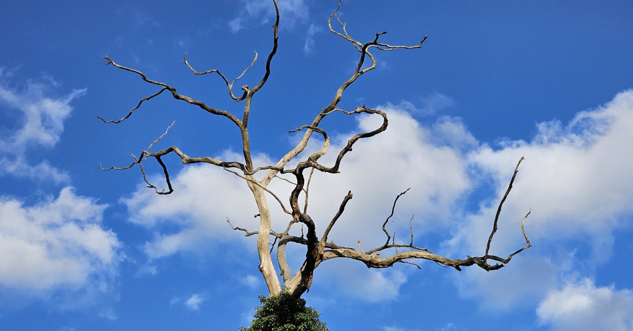 Un nouveau millier d'arbres dans les rues de Paris cet hiver