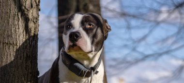 Un homme condamné pour avoir maltraité ses chiens à Nogent-sur-Marne