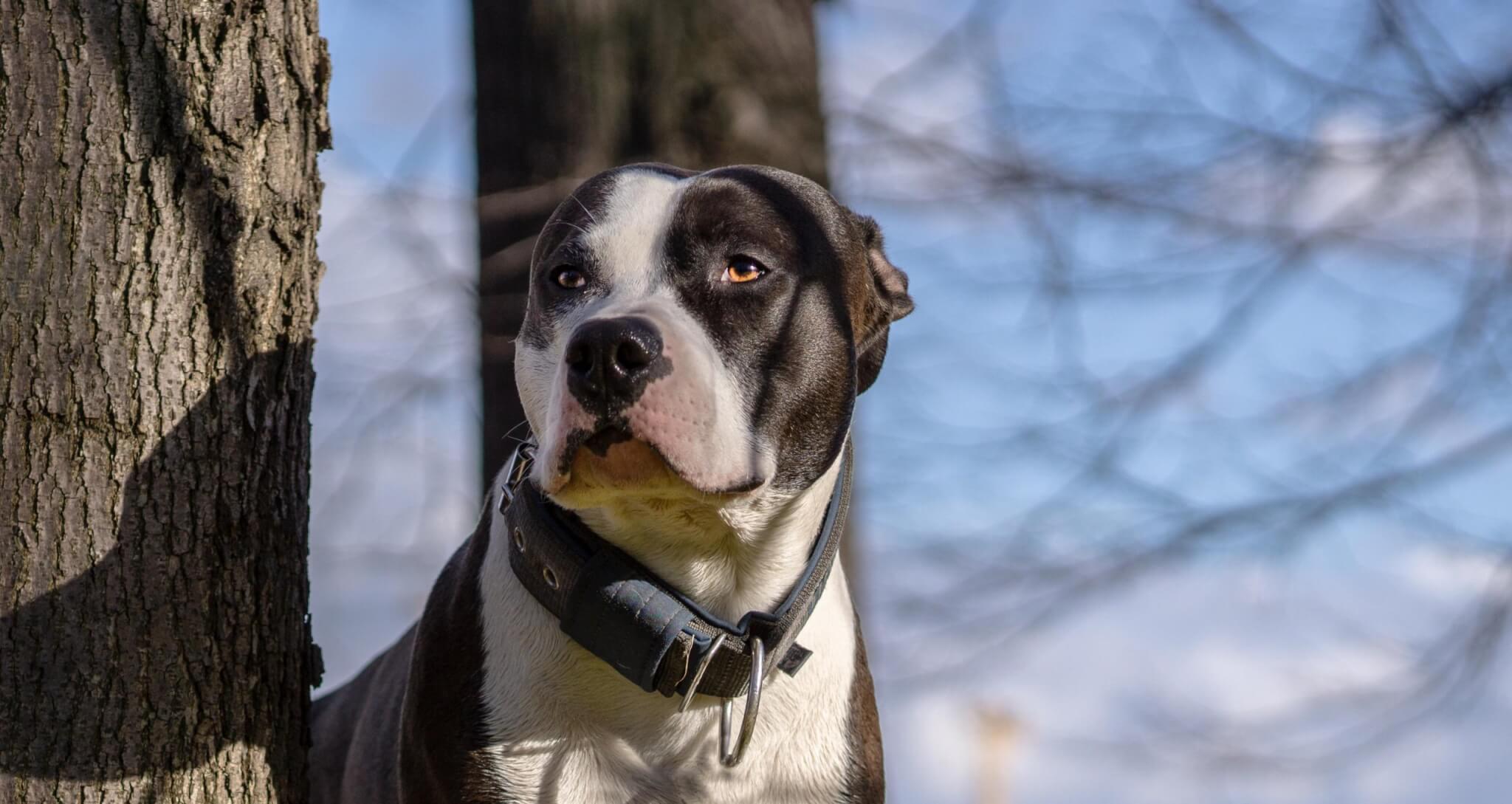 Un homme condamné pour avoir maltraité ses chiens à Nogent-sur-Marne